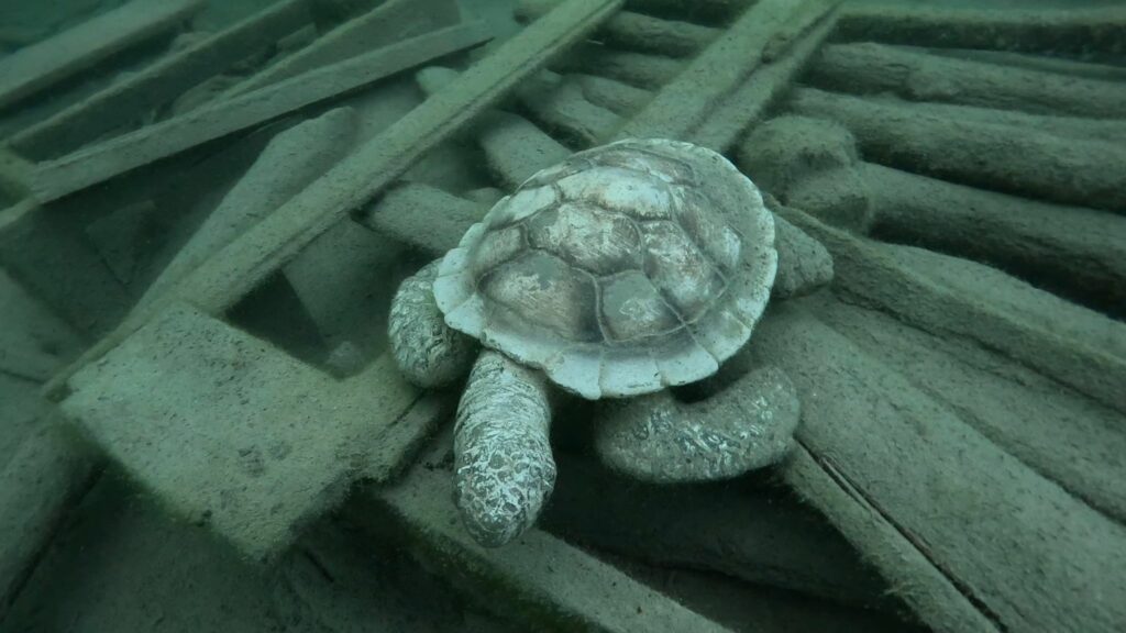 Schildkröte im Plansee